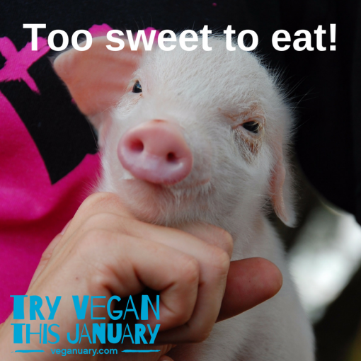 Mala svinjica: To sweet to eat kao na Lukinom posteru [ 728.23 Kb ]