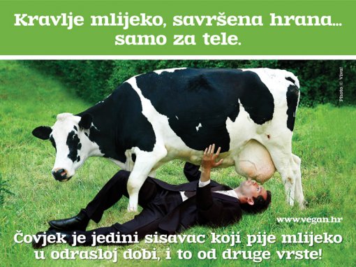 kravlje mlijeko [ 561.36 Kb ]