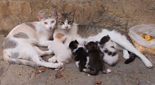 Cat and her babies [ 115.83 Kb ]