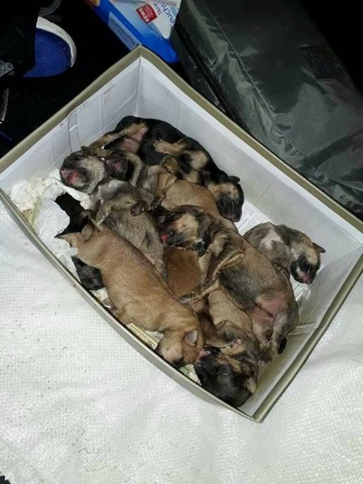 abandoned puppies - Farmica association, Nasice [ 95.40 Kb ]