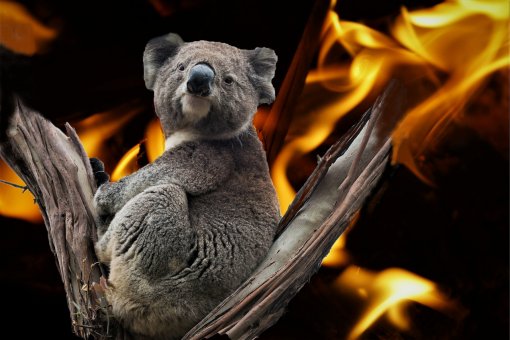 Koala Bear - fires in Australia [ 278.86 Kb ]