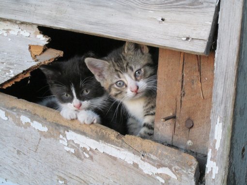 abandoned kittens [ 791.44 Kb ]