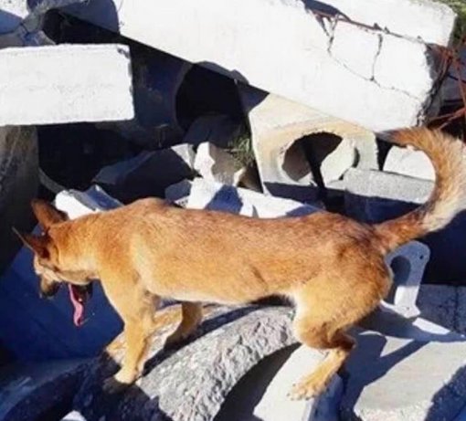 Pas u ruševinama nakon potresa [ 70.72 Kb ]