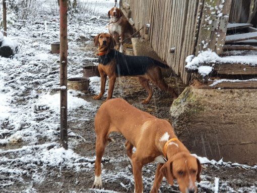 foto: helping animals 4 [ 293.18 Kb ]