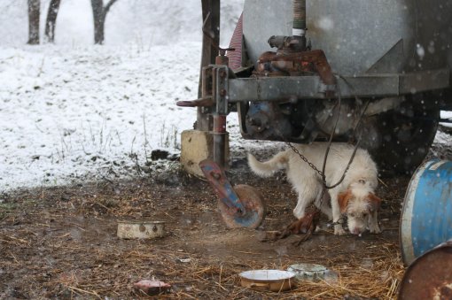 foto: helping animals 1 [ 437.78 Kb ]