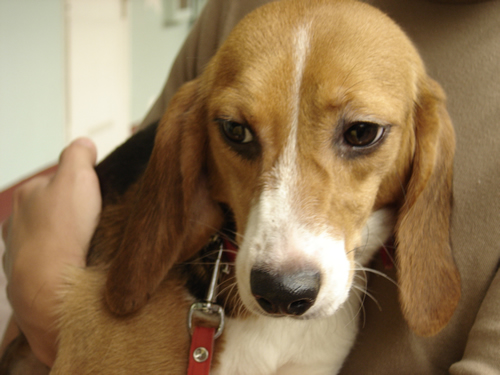 Oslobađanje beagleova 8