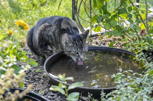 Mačka pije vodu [ 247.52 Kb ]