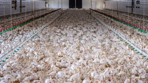 farma pili�a [ 151.42 Kb ]