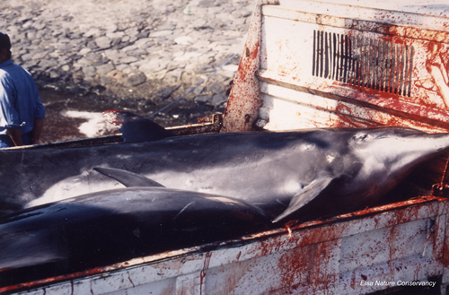 Japan dolphin slaughter 2