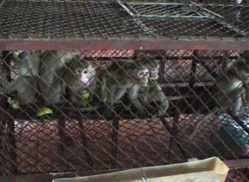 Primates on a farm in Vietnam 2