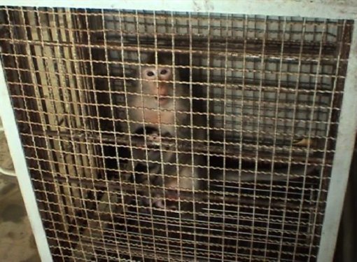 Primati na farmi u Vijetnamu 3