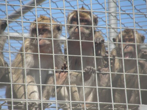 Monkey 'Guantamo Bay' in Spain 2 [ 120.64 Kb ]