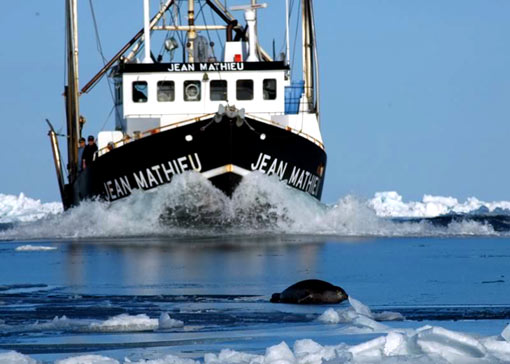 Seal hunt - Boat [ 53.39 Kb ]