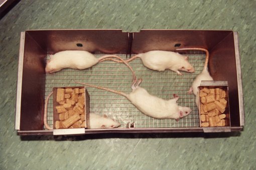 Bioserch rats