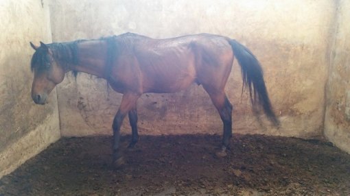 Equestrian club Equus Cabalus 13 [ 77.34 Kb ]