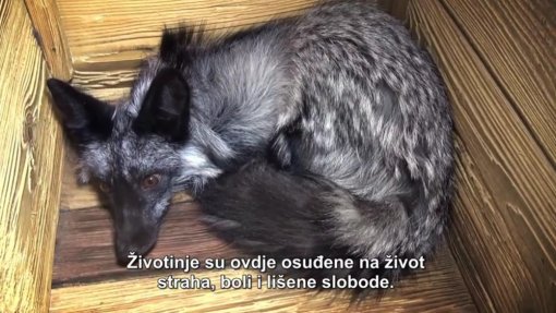 I Češka prema zabrani uzgoja životinja radi krzna [ 173.50 Kb ]
