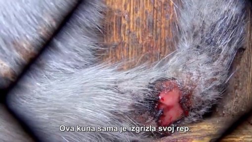 I Češka prema zabrani uzgoja životinja radi krzna [ 144.54 Kb ]