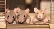 Pokusi na životinjama koče razvoj lijeka protiv koronavirusa