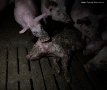 Natrpane svinje gaze se i tuku