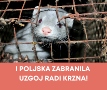 I Poljska zabranila uzgoj radi krzna!