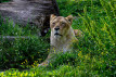Zaustavite nabavljanje �ivotinja za Zoo